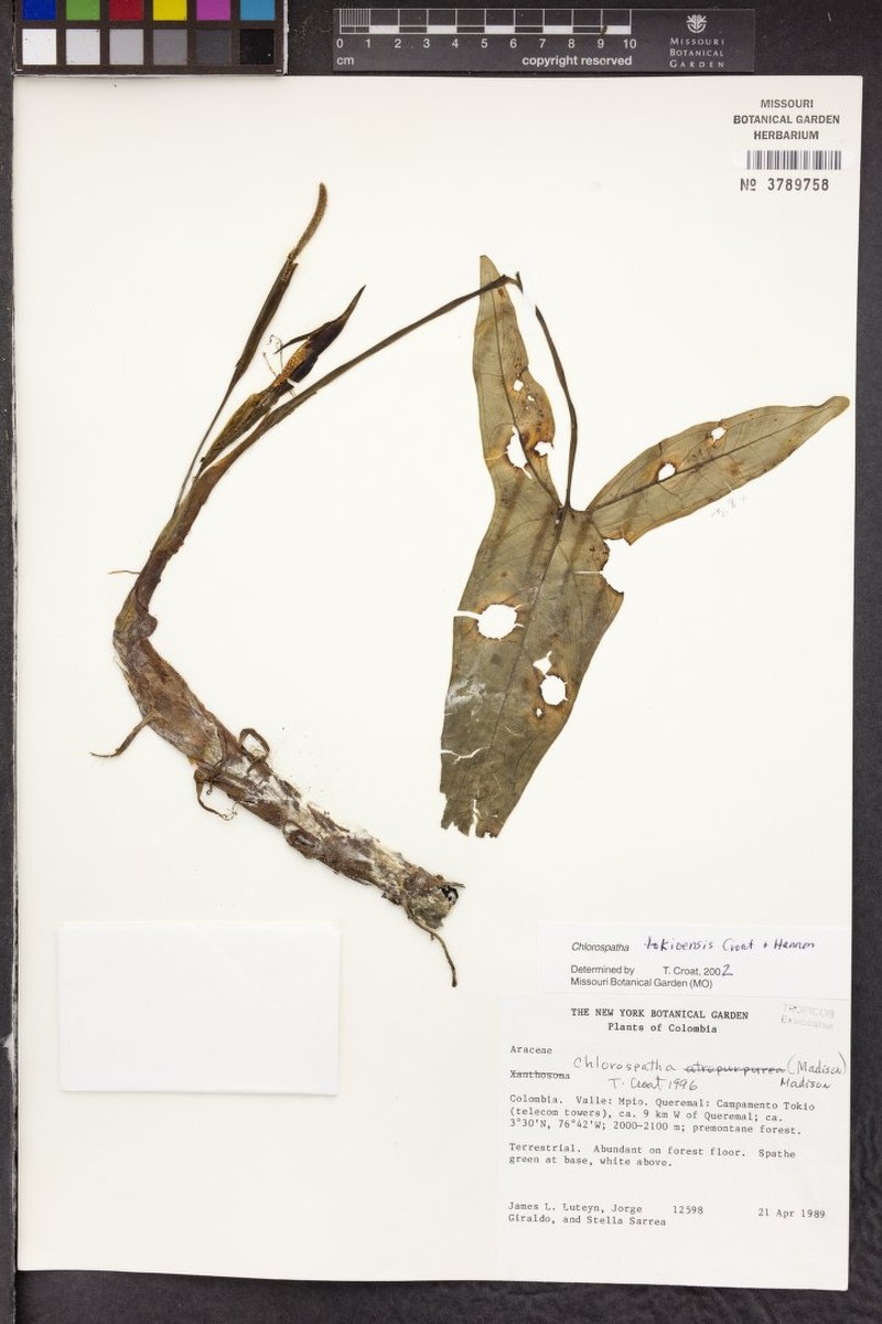 Chlorospatha tokioensis