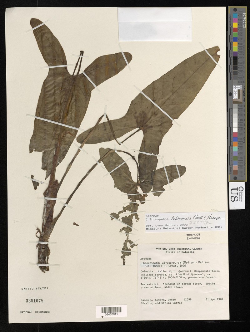 Chlorospatha tokioensis photo 2