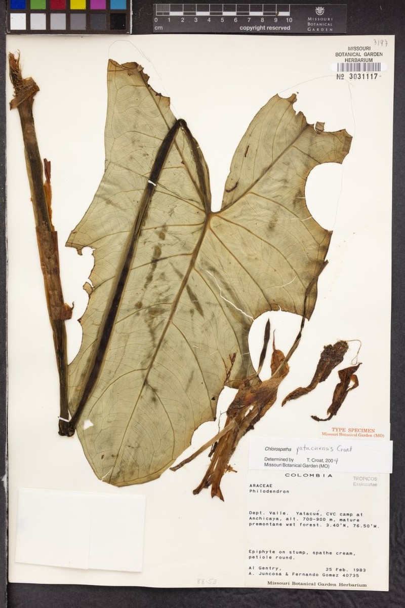 Chlorospatha yatacuensis