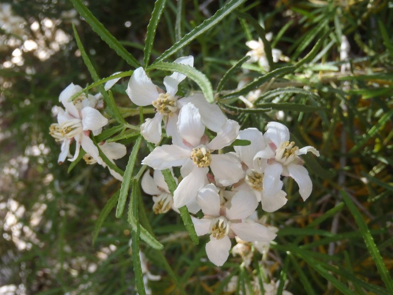 Choisya arizonica
