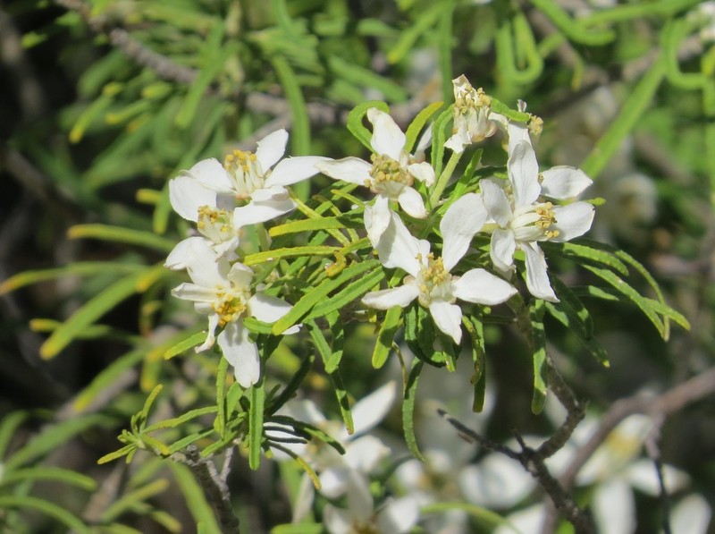 Choisya arizonica photo 3