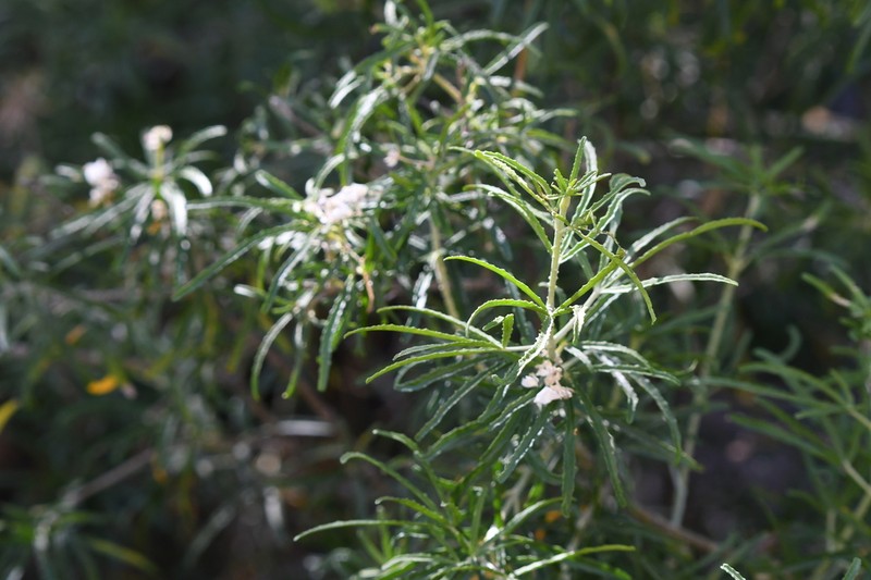 Choisya arizonica photo 5