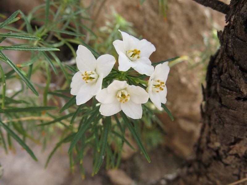 Choisya arizonica photo 8