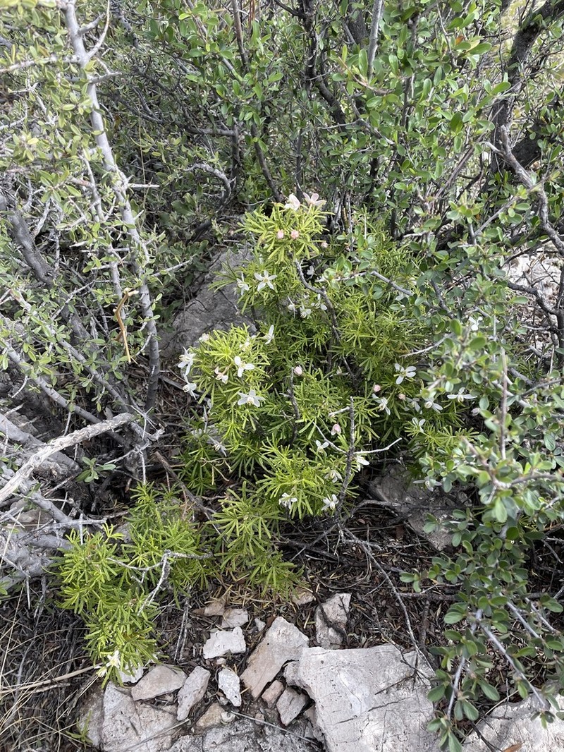Mexican Orange photo 2