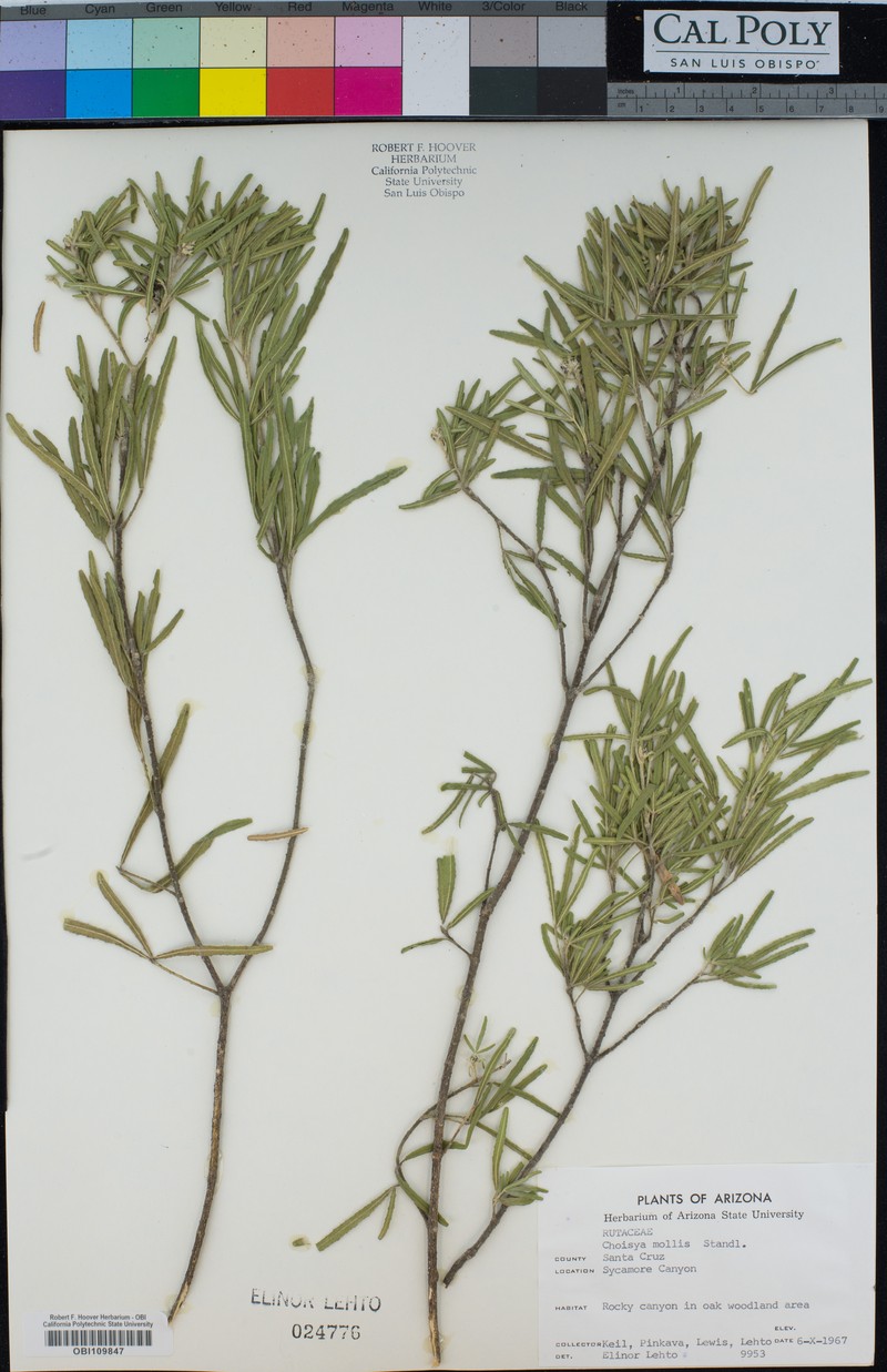 Choisya mollis