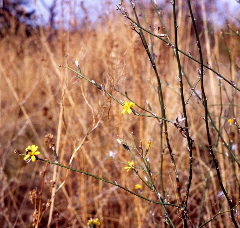Rush Skeletonweed
