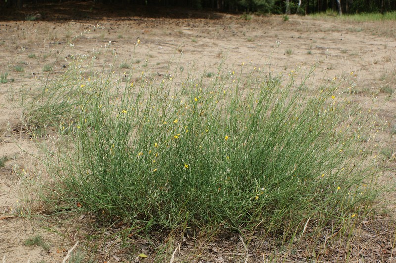 Rush Skeletonweed photo 3