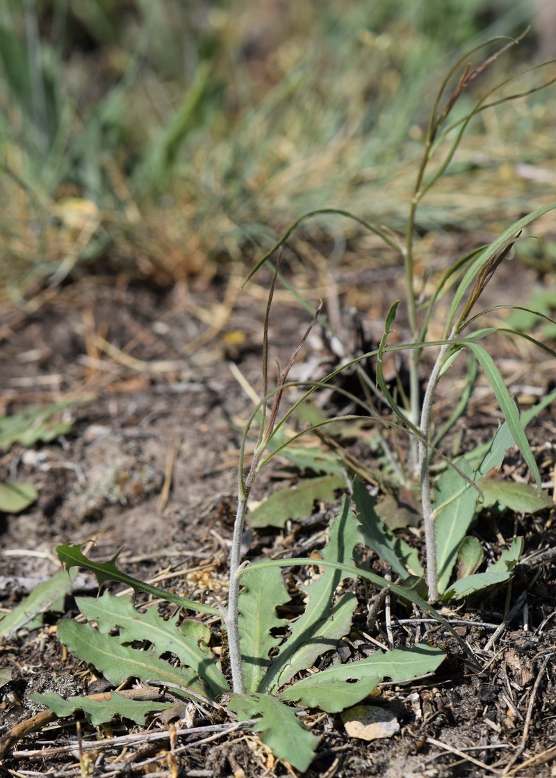 Rush Skeletonweed photo 4