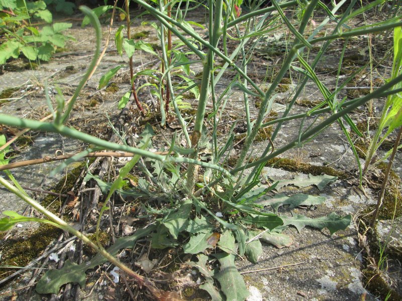 Rush Skeletonweed photo 5