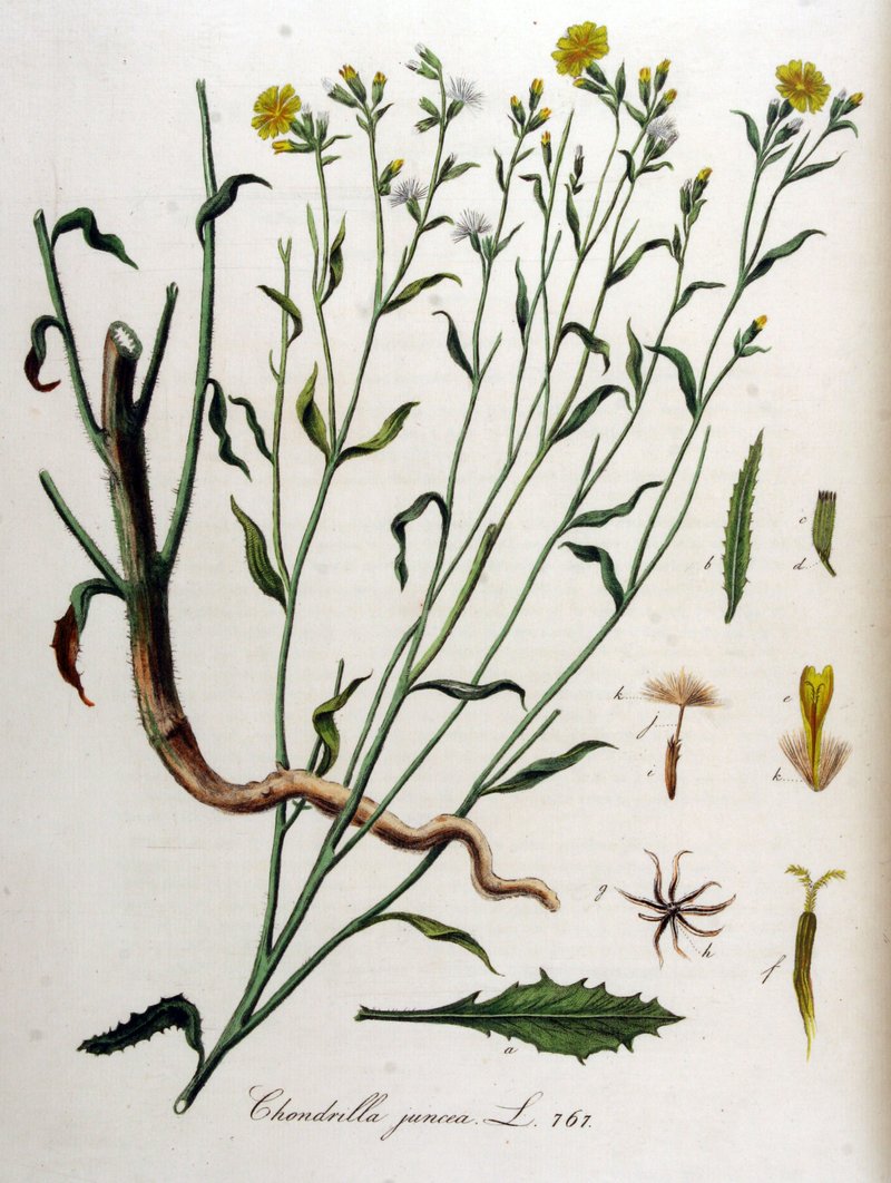 Rush Skeletonweed photo 6