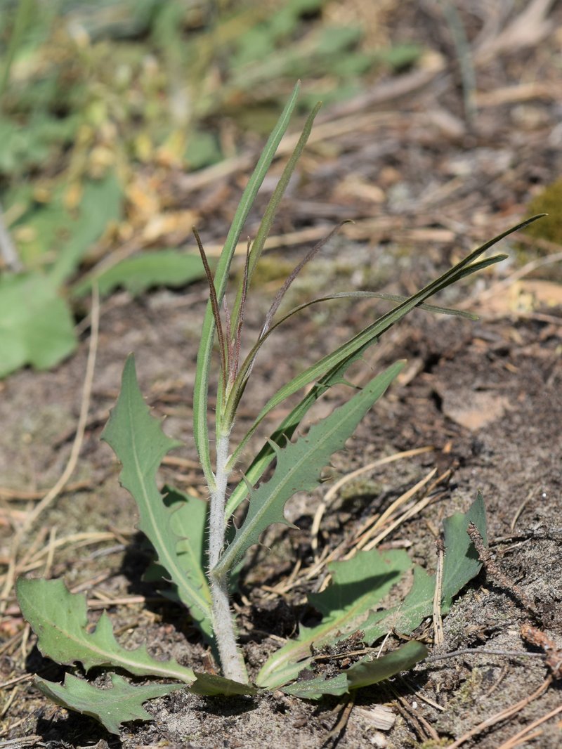 Rush Skeletonweed photo 7