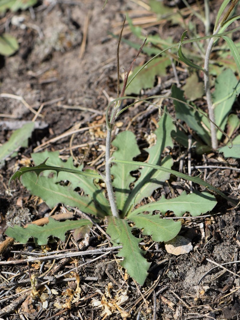 Rush Skeletonweed photo 8