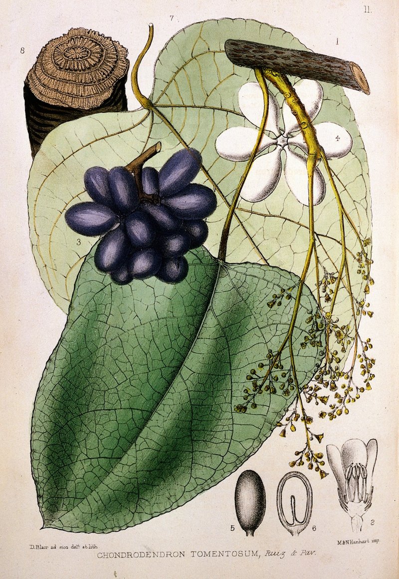 Pareira