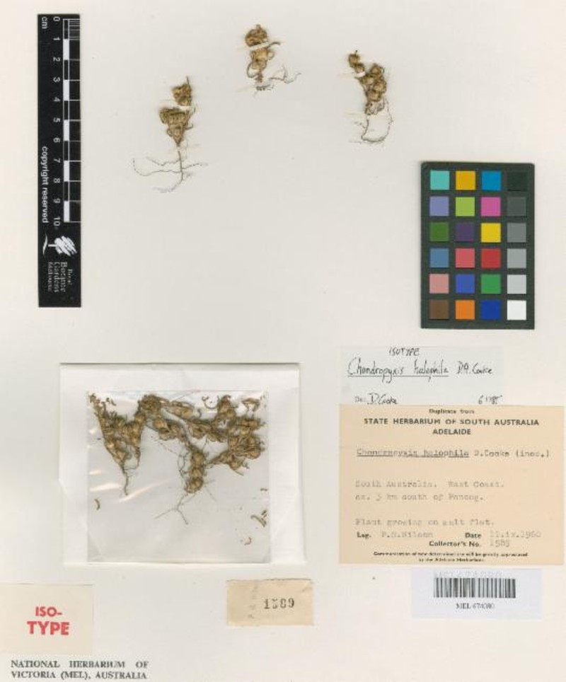 Chondropyxis halophila