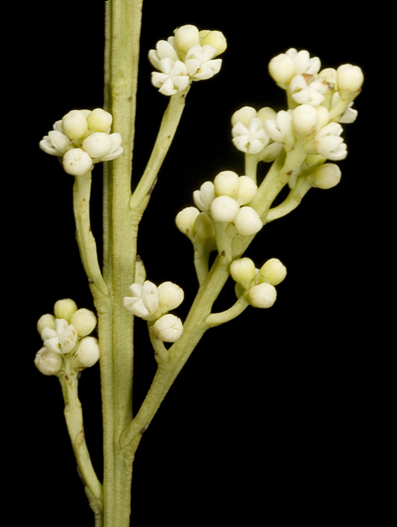 Choretrum glomeratum var. glomeratum