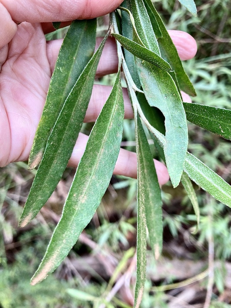 Chorilaena anceps