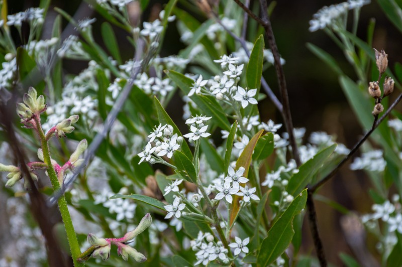 Chorilaena anceps photo 2