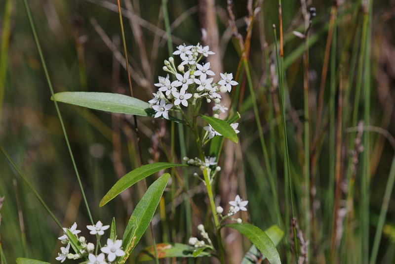 Chorilaena anceps photo 3