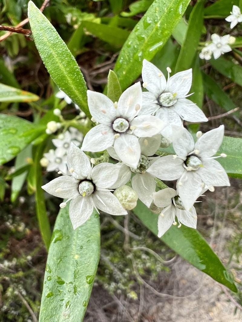 Chorilaena anceps photo 4