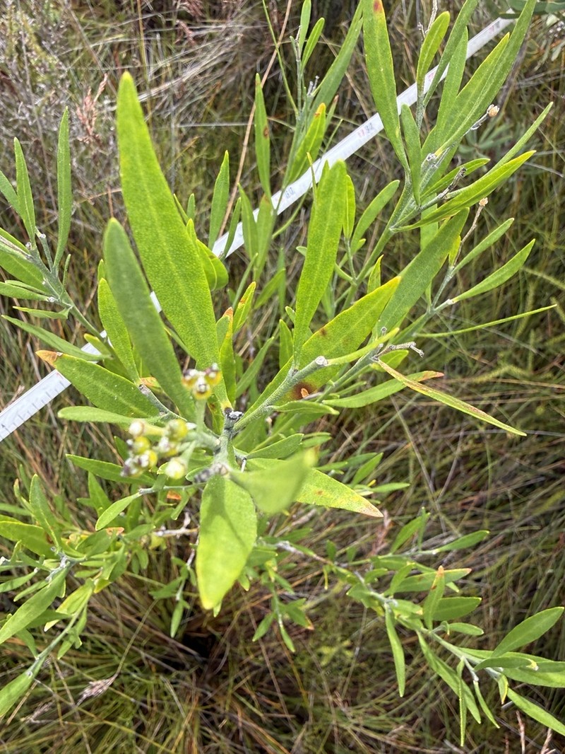 Chorilaena anceps photo 5