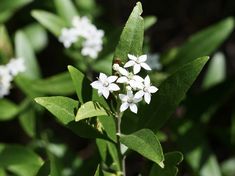 Chorilaena anceps photo 8