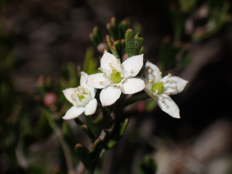 Chorilaena rudis