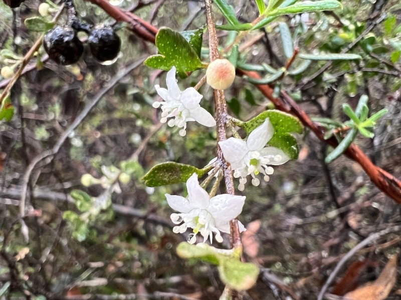 Chorilaena rudis photo 2