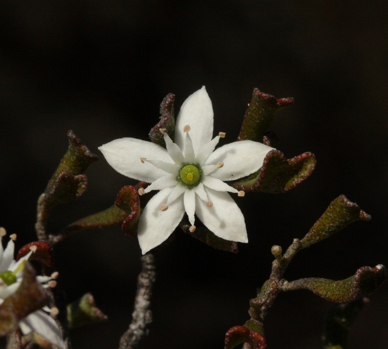 Chorilaena rudis photo 3