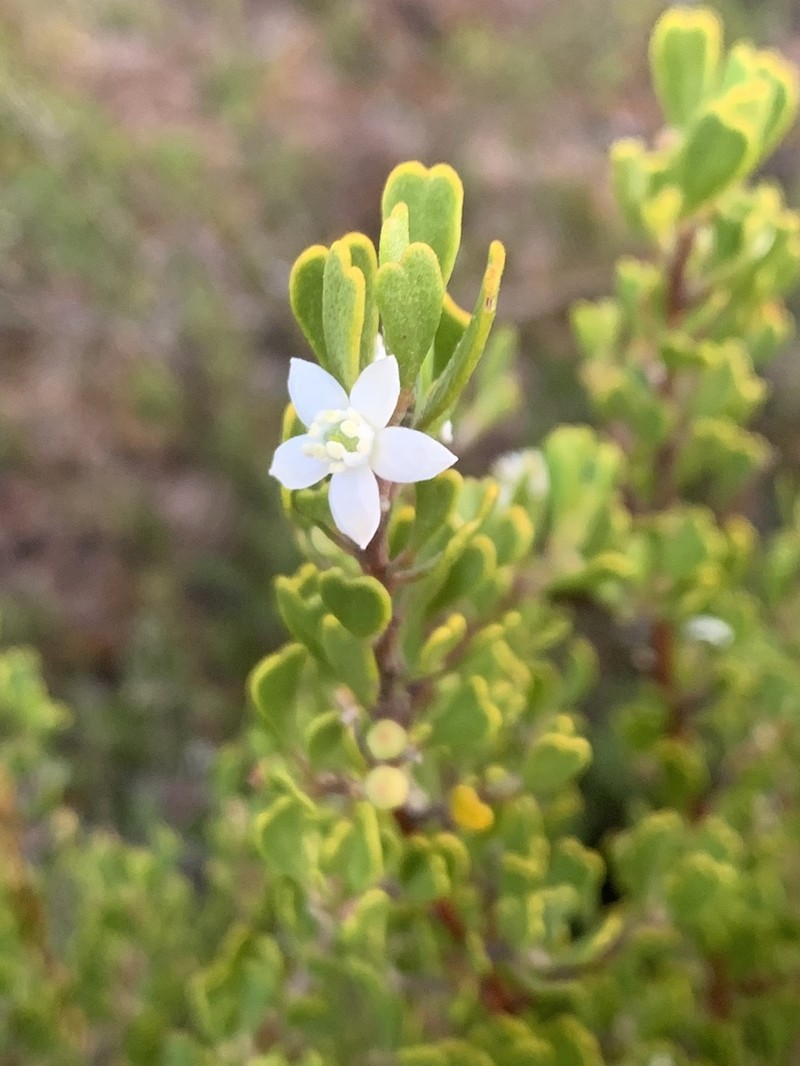 Chorilaena rudis photo 4