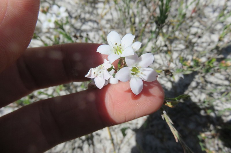 Chorilaena rudis photo 6
