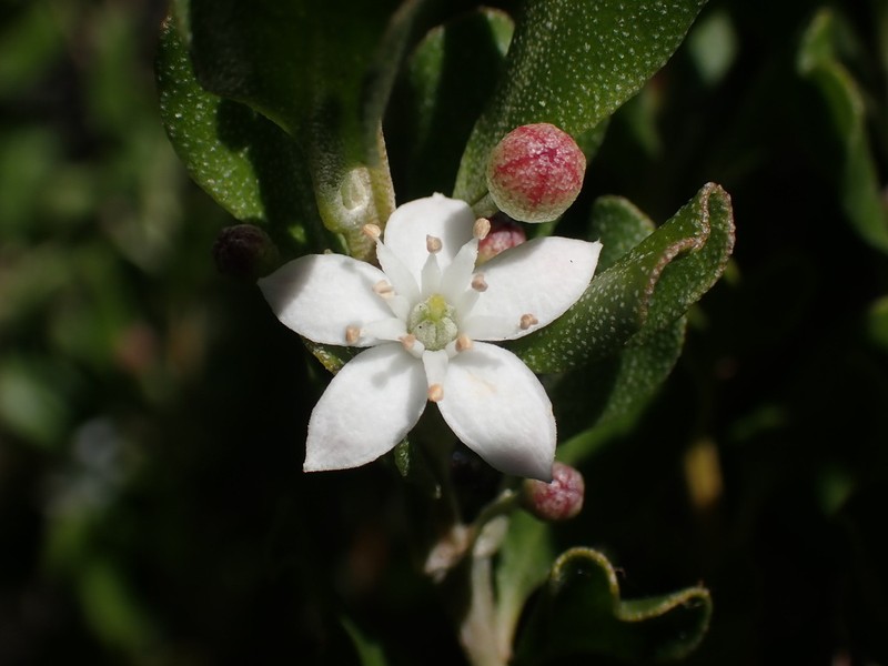 Chorilaena rudis photo 7