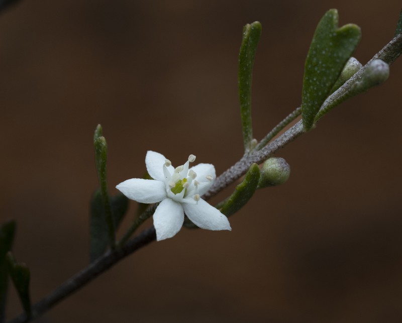 Chorilaena rudis photo 8