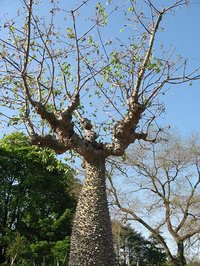 White Silk Floss Tree