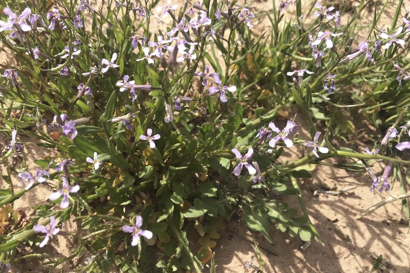 Crossflower photo 3