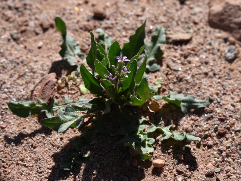 Crossflower photo 2