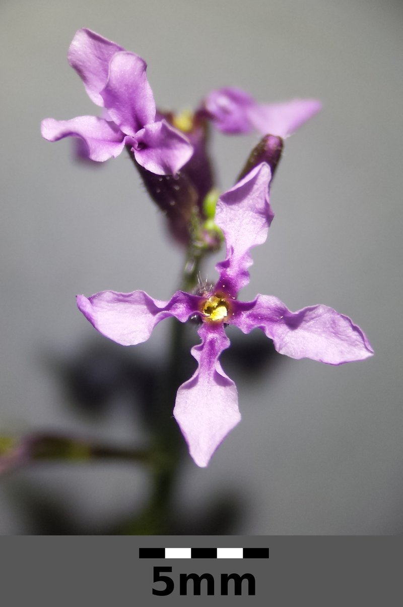 Crossflower photo 5