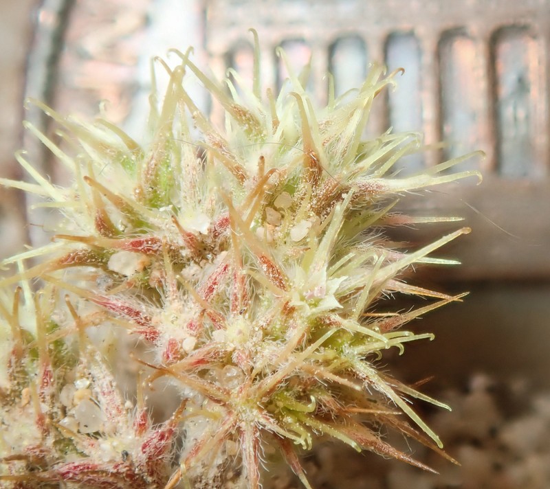Narrowleaf Spineflower