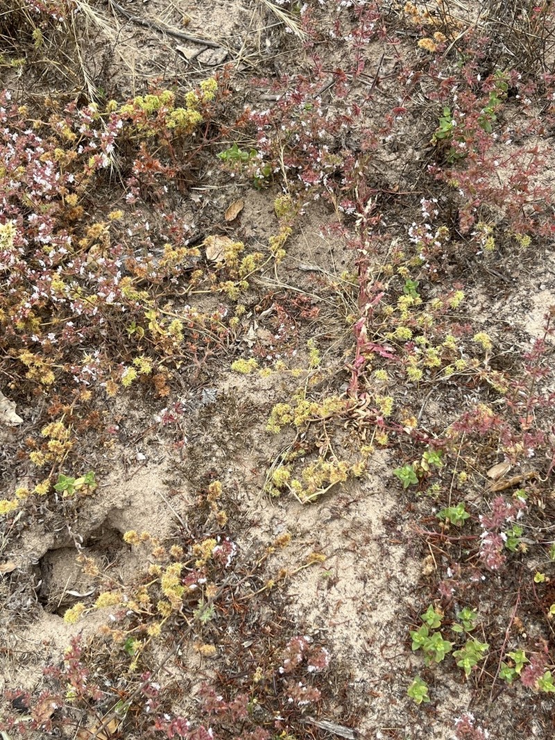 Narrowleaf Spineflower photo 2