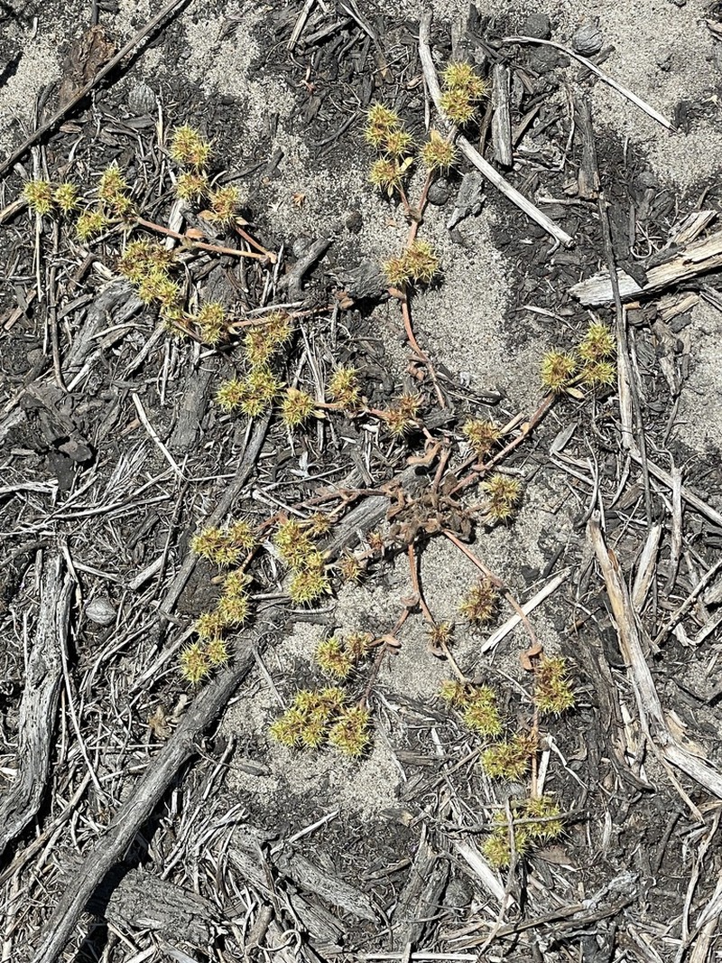 Narrowleaf Spineflower photo 3