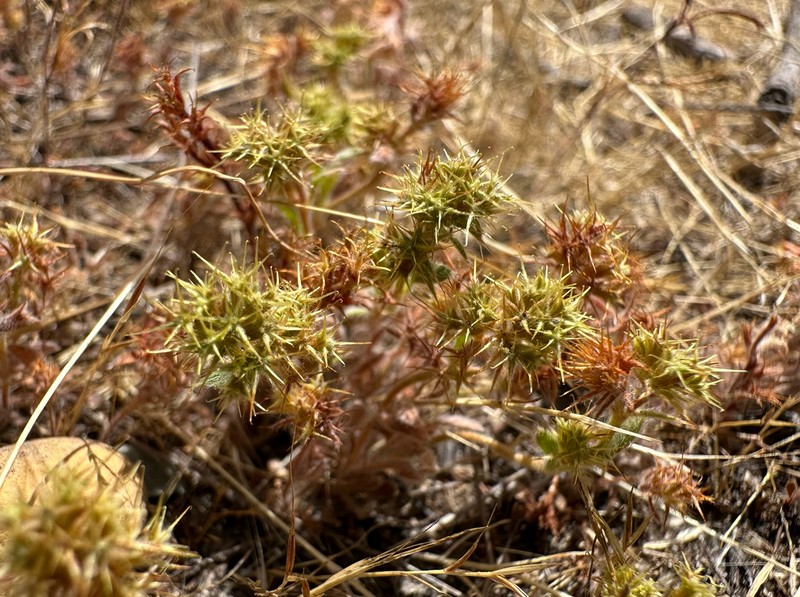Narrowleaf Spineflower photo 4