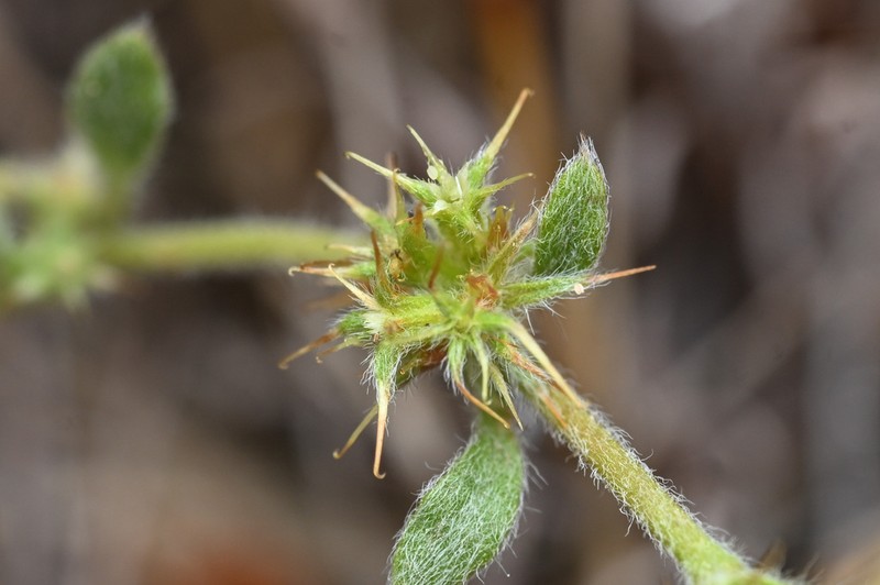 Narrowleaf Spineflower photo 5