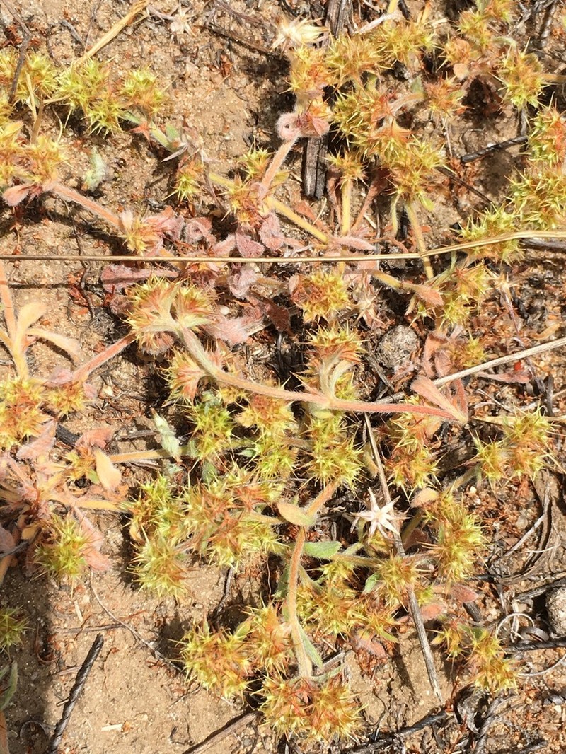 Narrowleaf Spineflower photo 6