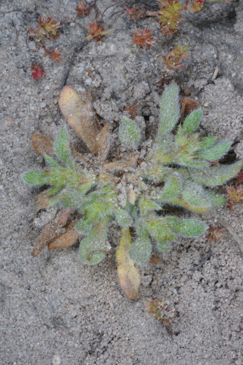 Narrowleaf Spineflower photo 7