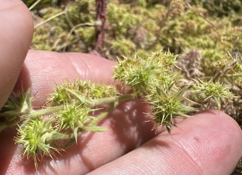 Narrowleaf Spineflower photo 8