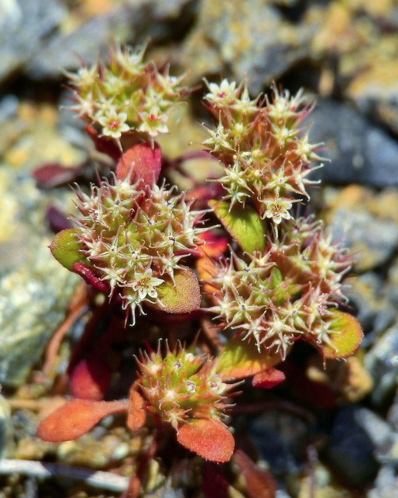 Chorizanthe aphanantha