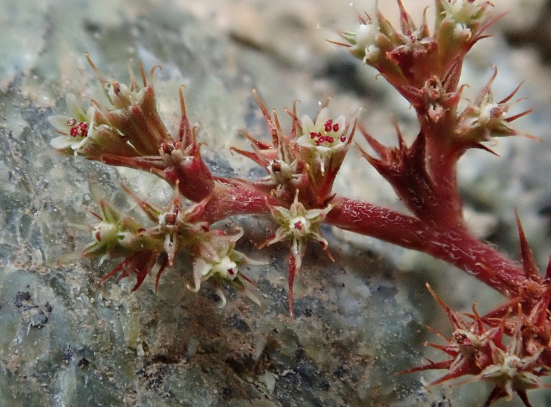 Chorizanthe aphanantha photo 2