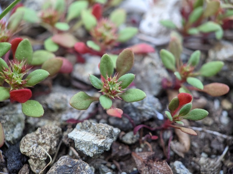 Chorizanthe aphanantha photo 3