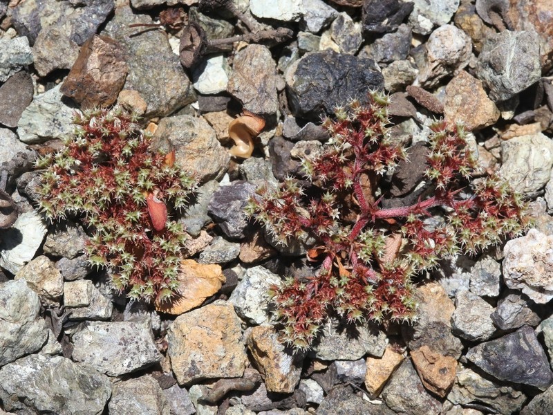 Chorizanthe aphanantha photo 4