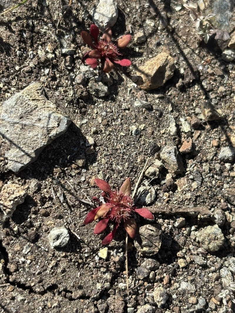 Chorizanthe aphanantha photo 5