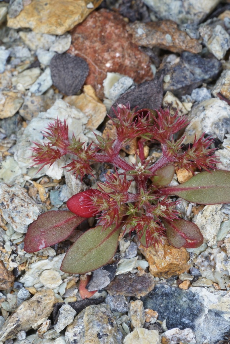 Chorizanthe aphanantha photo 6